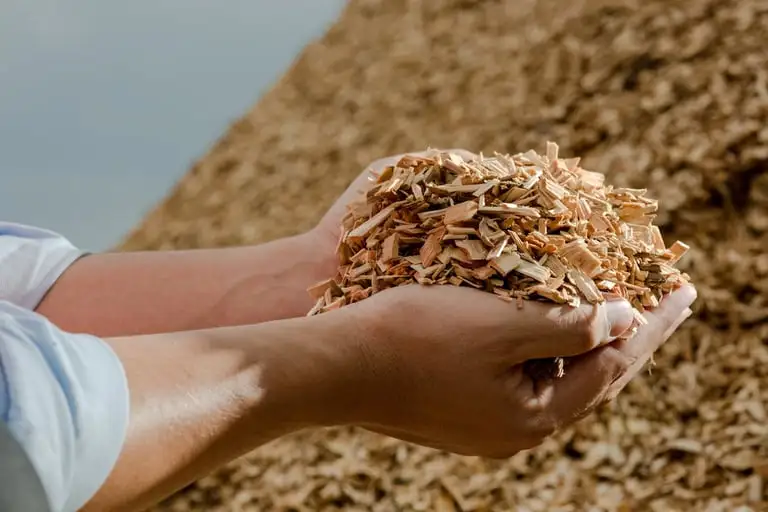 Astilla de madera de pino para biomasa forestal e industrial — producción de astilla de pino y aserrín en aserradero de Jalisco, México